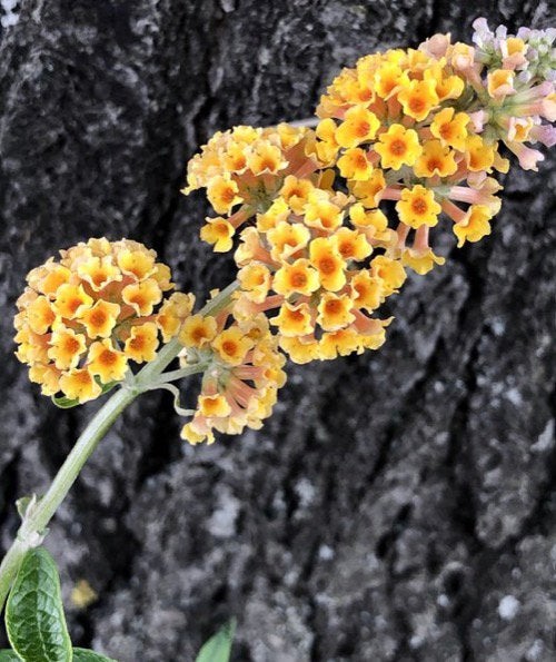 Vlinderstruik sungold, Ophalen, Vlinderstruik, Struik, 100 tot 250 cm