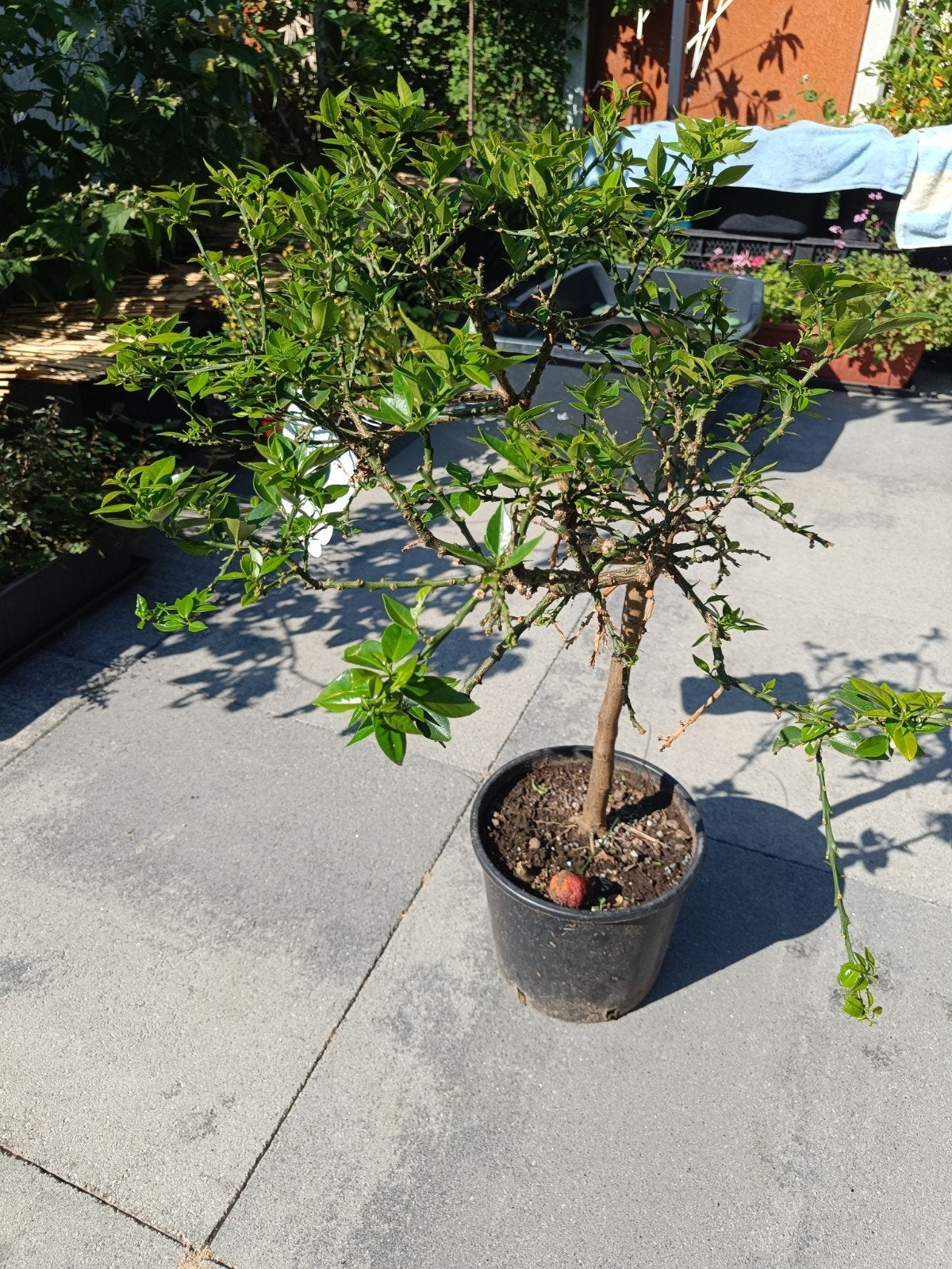 Citrus myrtifolia chinotto citrus, Ophalen, Volle zon, Overige soorten, Minder dan 100 cm