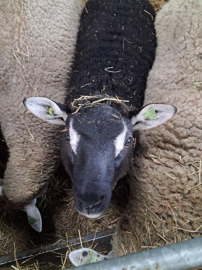 Swifter dassenkop ramlam, Dieren en Toebehoren