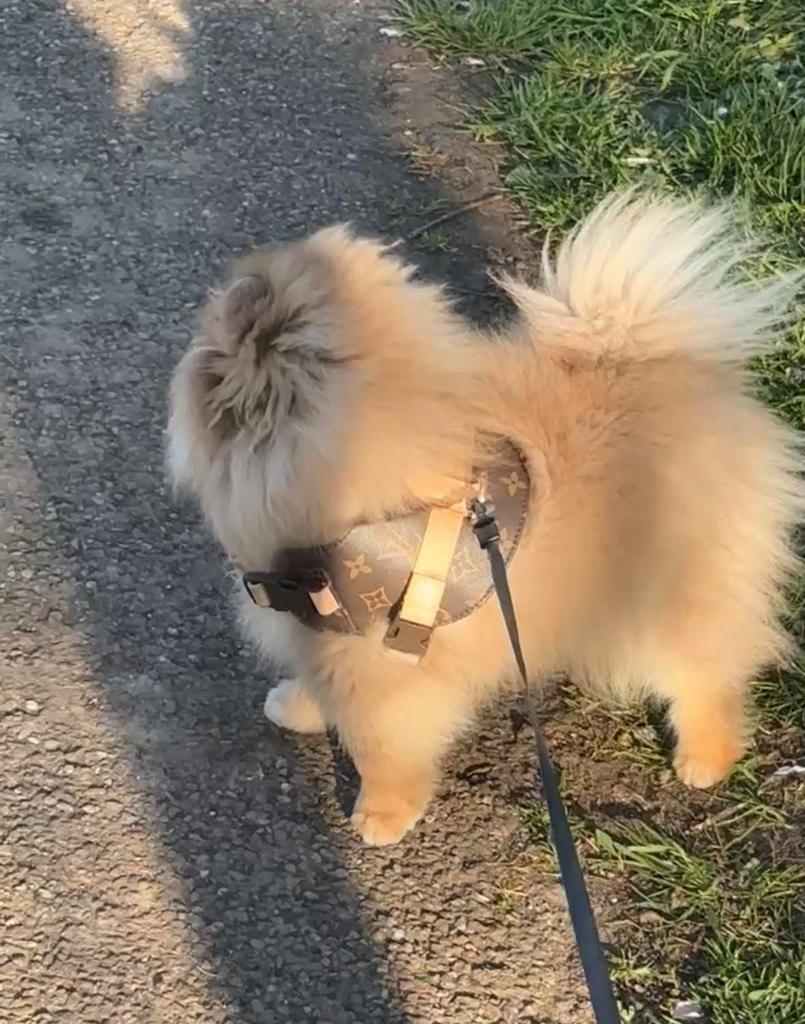 Honden tuigje, Ophalen of Verzenden, Nieuw