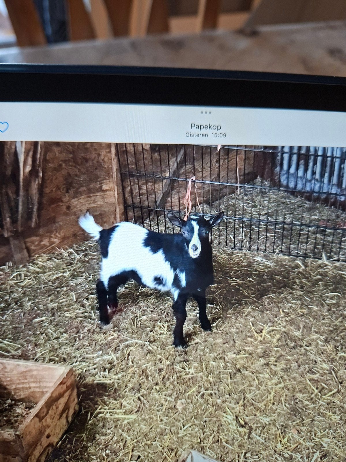 Mooie bonte dwergbok, Dieren en Toebehoren, Schapen, Geiten en Varkens, Mannelijk, Geit