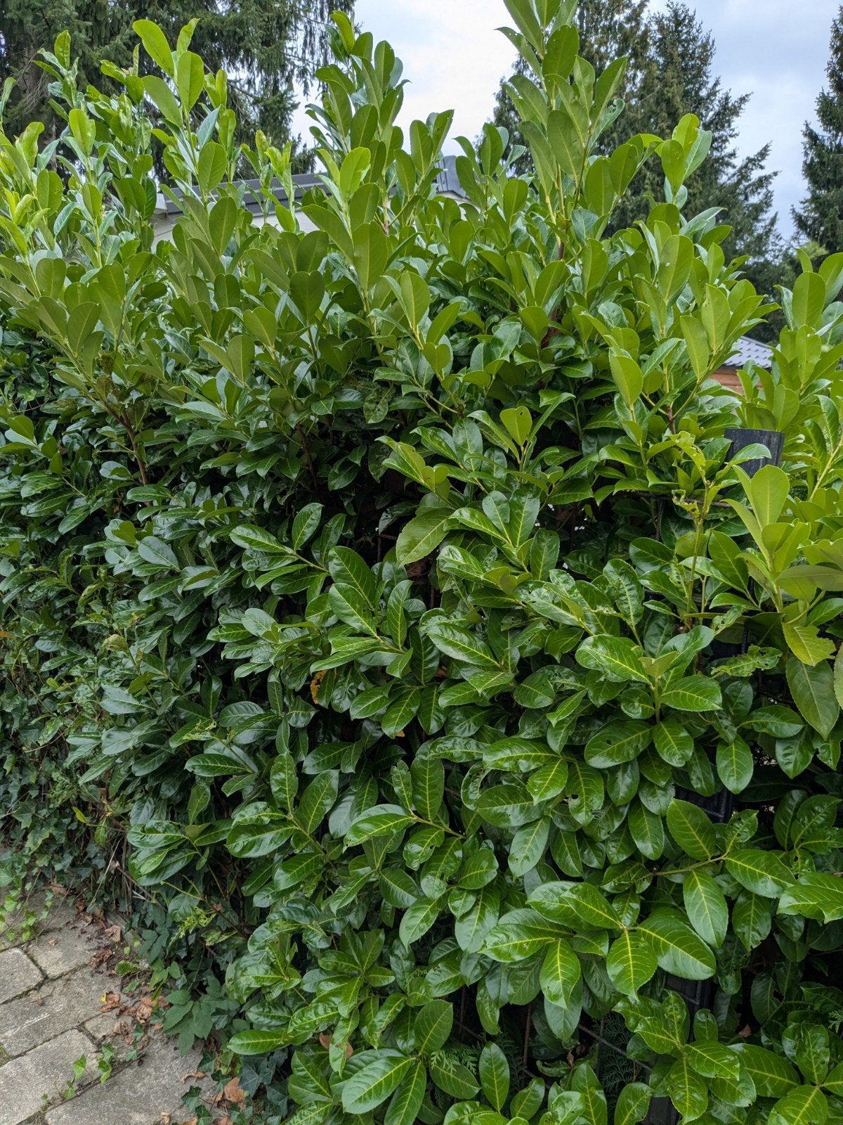 Laurierkers (Prunus laurocerasus) haagplanten, Tuin en Terras, Planten | Struiken en Hagen, Ophalen, Laurier, Haag, 100 tot 250 cm