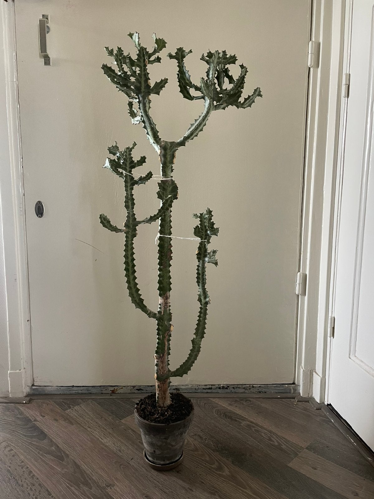 Grote “Dragon Bone” Euphorbia Cactus (1 meter), Ophalen, Cactus, Volle zon, Minder dan 100 cm