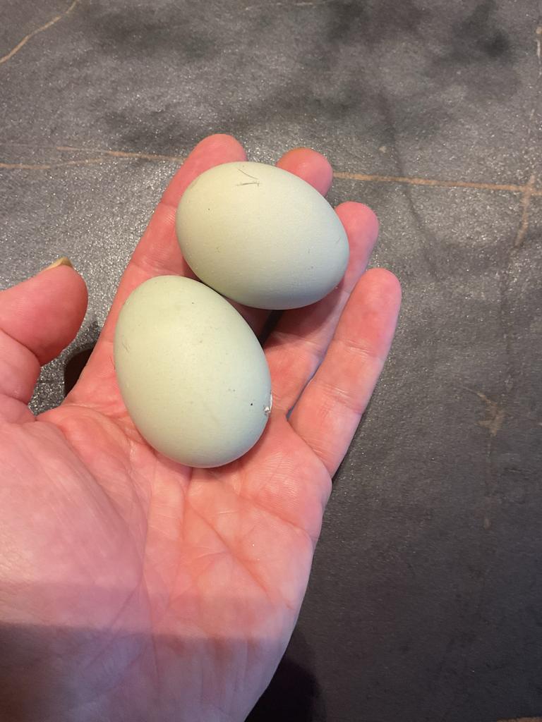Kleurlegger broedeieren, Geslacht onbekend, Kip