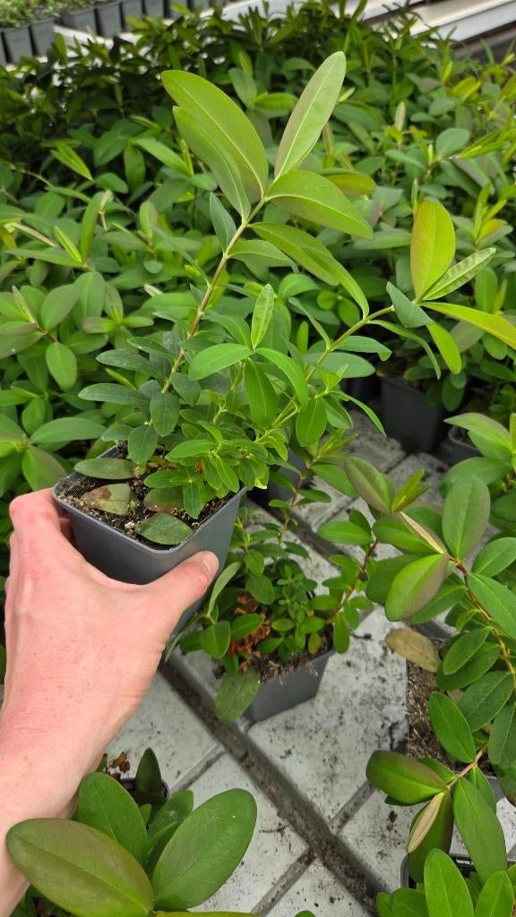 Hypericum Calycinum - Hertshooi - vaste plant - prachtig, Bodembedekkers, Volle zon, Vaste plant, Ophalen of Verzenden
