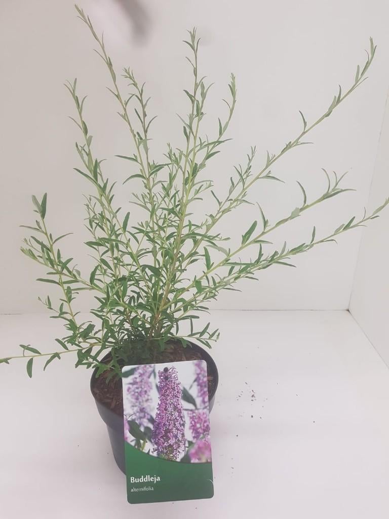 vlinderstruik (buddleja) allerlei soorten, Tuin en Terras, Planten | Tuinplanten, Vaste plant, Overige soorten, Halfschaduw, Zomer