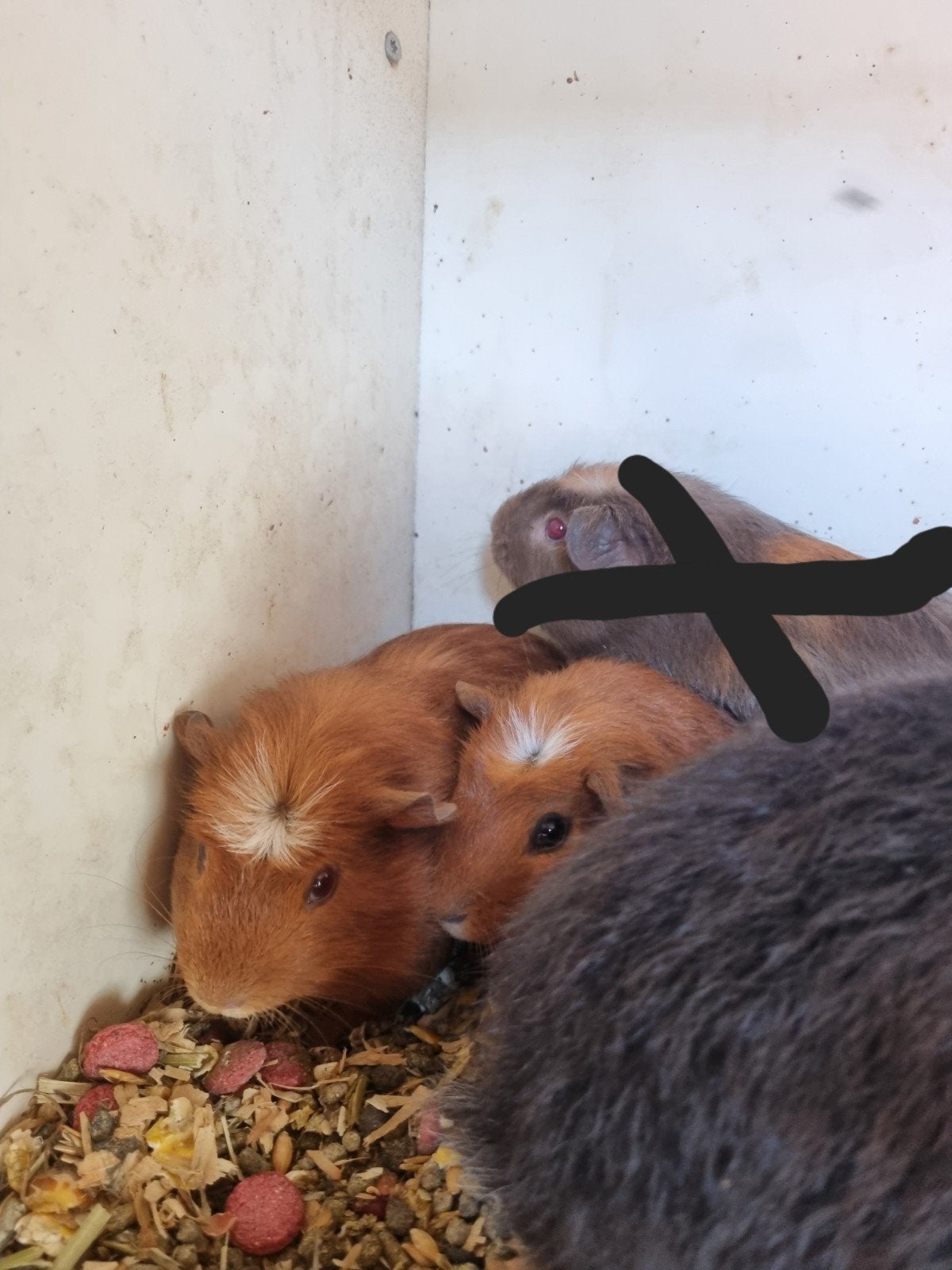 5 prachtige cavia's, Dieren en Toebehoren, Knaagdieren, April, Meerdere dieren, Cavia
