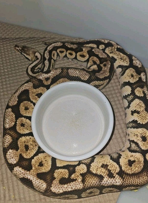 ball python collectie, Dieren en Toebehoren, Reptielen en Amfibieën, Slang, 0 tot 2 jaar