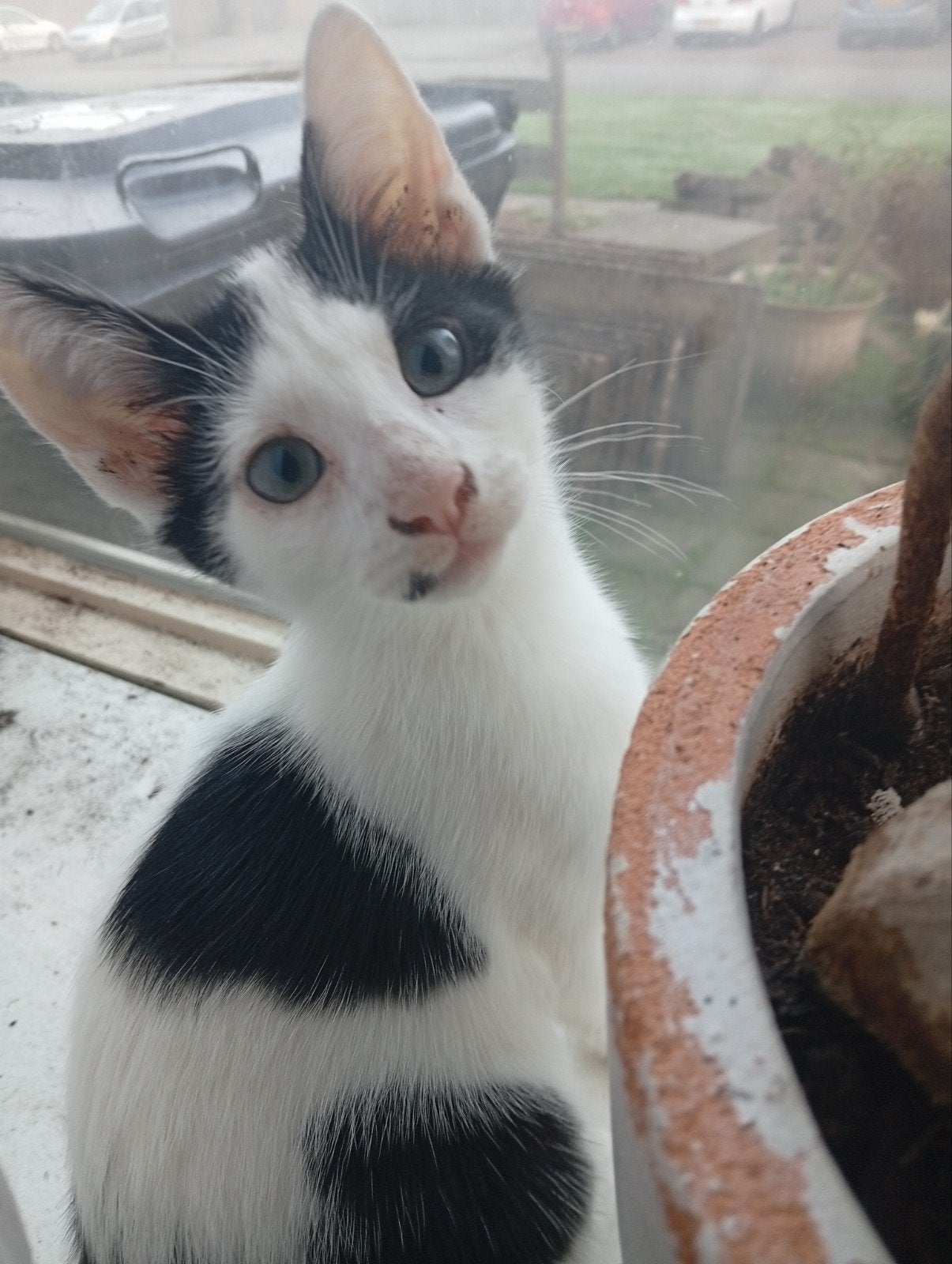 mooie kittens 3 katers, Meerdere dieren, Gechipt, 0 tot 2 jaar