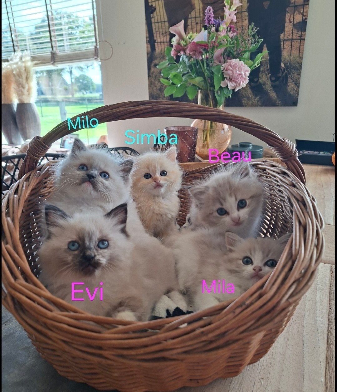 ️Unieke Mink Ragdoll Kittens!️, Meerdere dieren, Gechipt