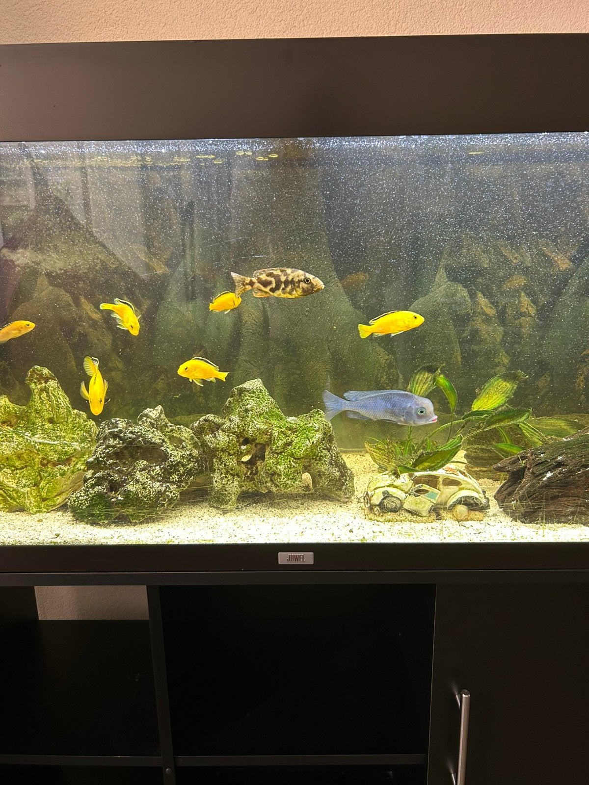 Groot aquarium met inhoud, Dieren en Toebehoren, Vissen | Aquaria en Toebehoren, Ophalen, Gebruikt, Inclusief vissen, Gevuld zoetwateraquarium