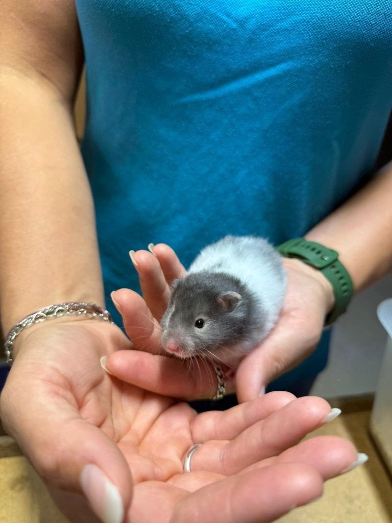 Te koop lieve jonge goudhamsters / Syrisch hamsters, Dieren en Toebehoren, Knaagdieren, Hamster, Vrouwelijk, Mei, Tam