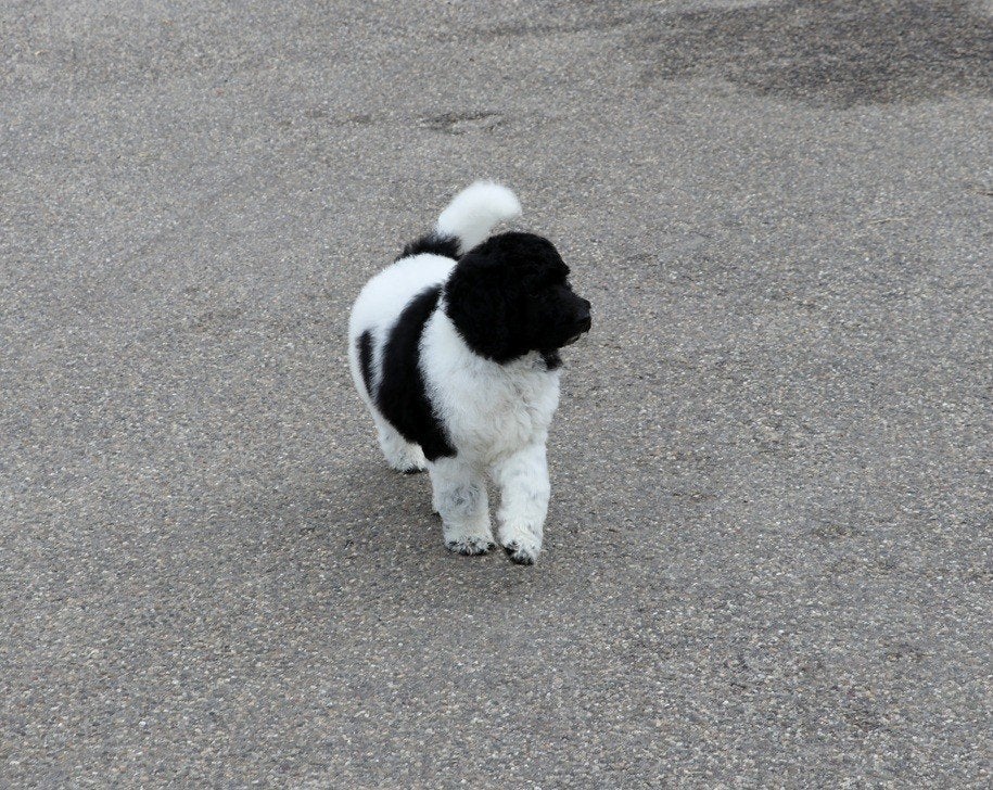 Labradoodle - Australian doodle pup gevlekt beschikbaar, Dieren en Toebehoren, CDV (hondenziekte), 8 tot 15 weken, Groot, Meerdere