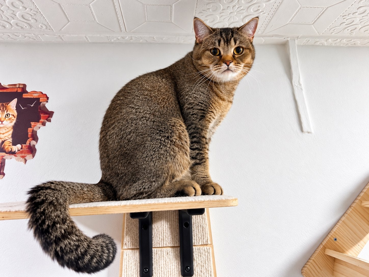Brits korthaar kater, Kater