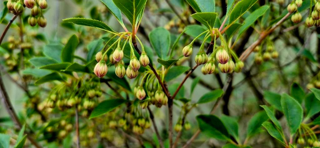 Enkianthus campanulatus pronkklokje 150 cm, Ophalen, Overige soorten, Volle zon