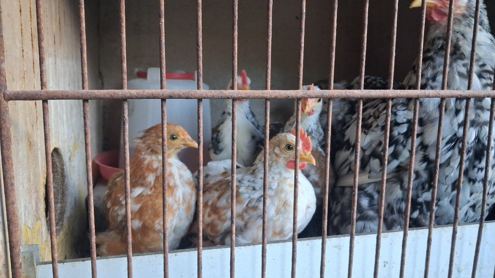 Kriel kip kuikens te koop!!, Dieren en Toebehoren, Meerdere dieren