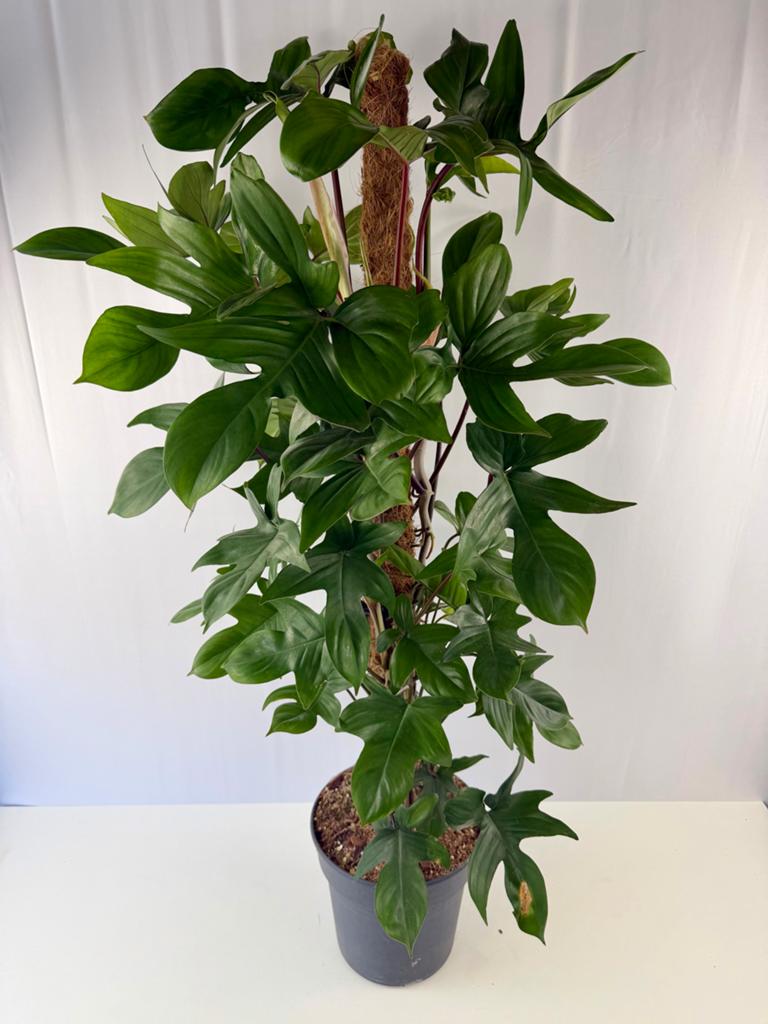 Philodendron Pedatum - 1 meter hoog - p17, Ophalen of Verzenden