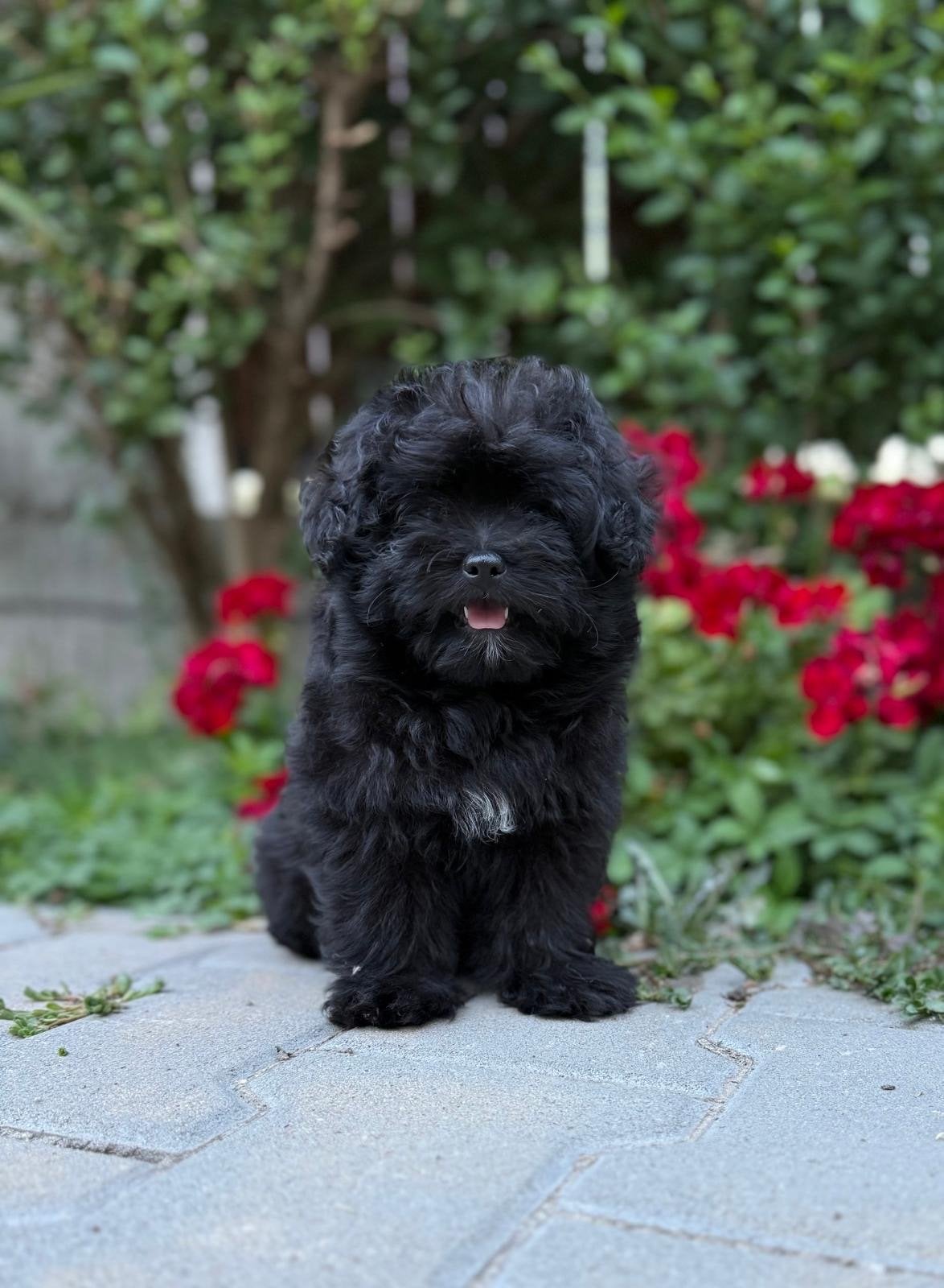 Pomapoo, Overige rassen, 8 tot 15 weken, Buitenland, Parvo
