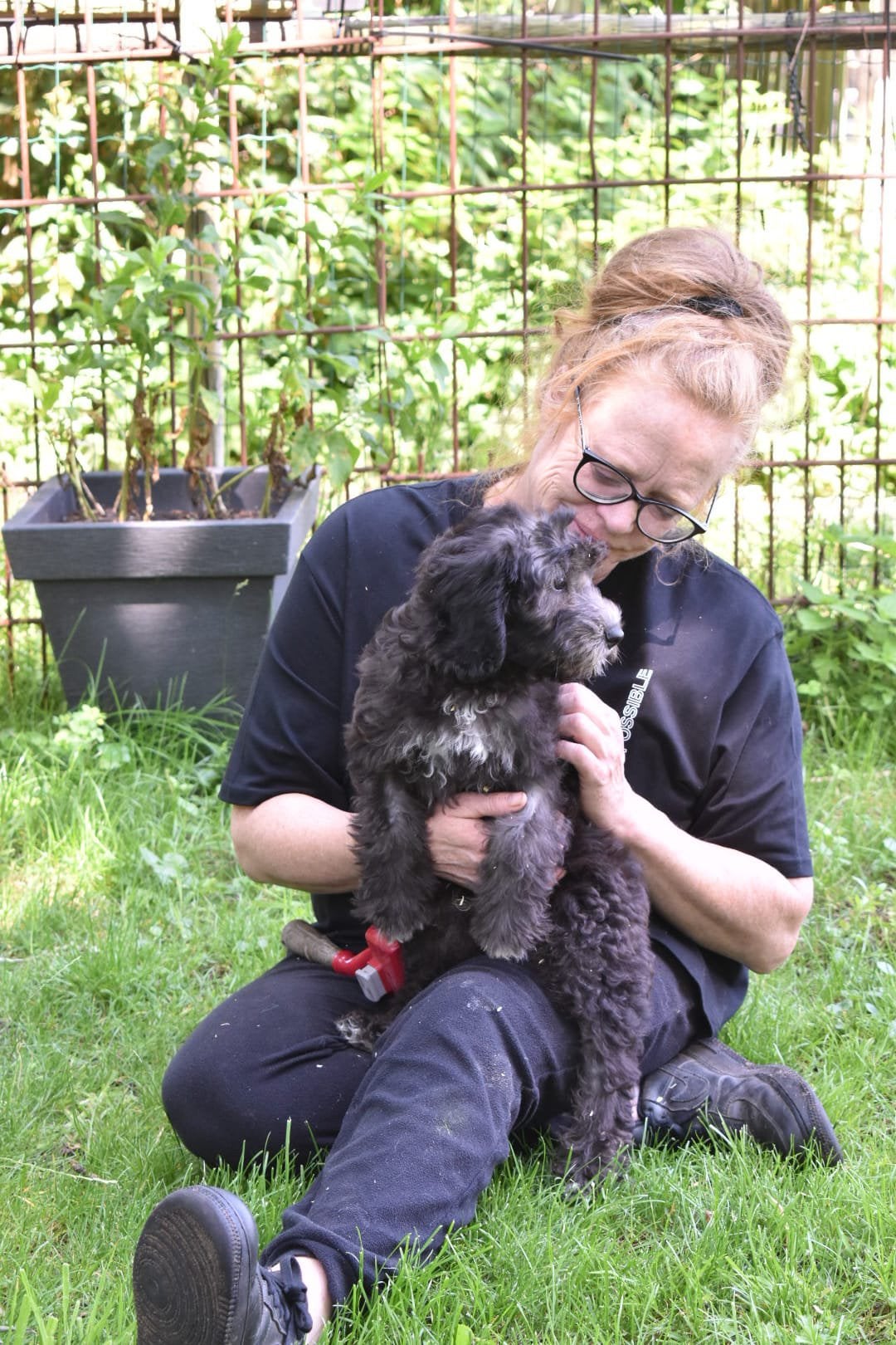 Laatste Prachtige zeer lieve ShiPoo(shihtzu x Poedel) reutje, Dieren en Toebehoren, Honden | Chihuahua's en Gezelschapshonden
