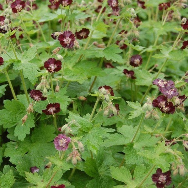 Mooie geranium Phaeum ( donkere ooievaarsbek) voor 1,-, Ophalen, Volle zon