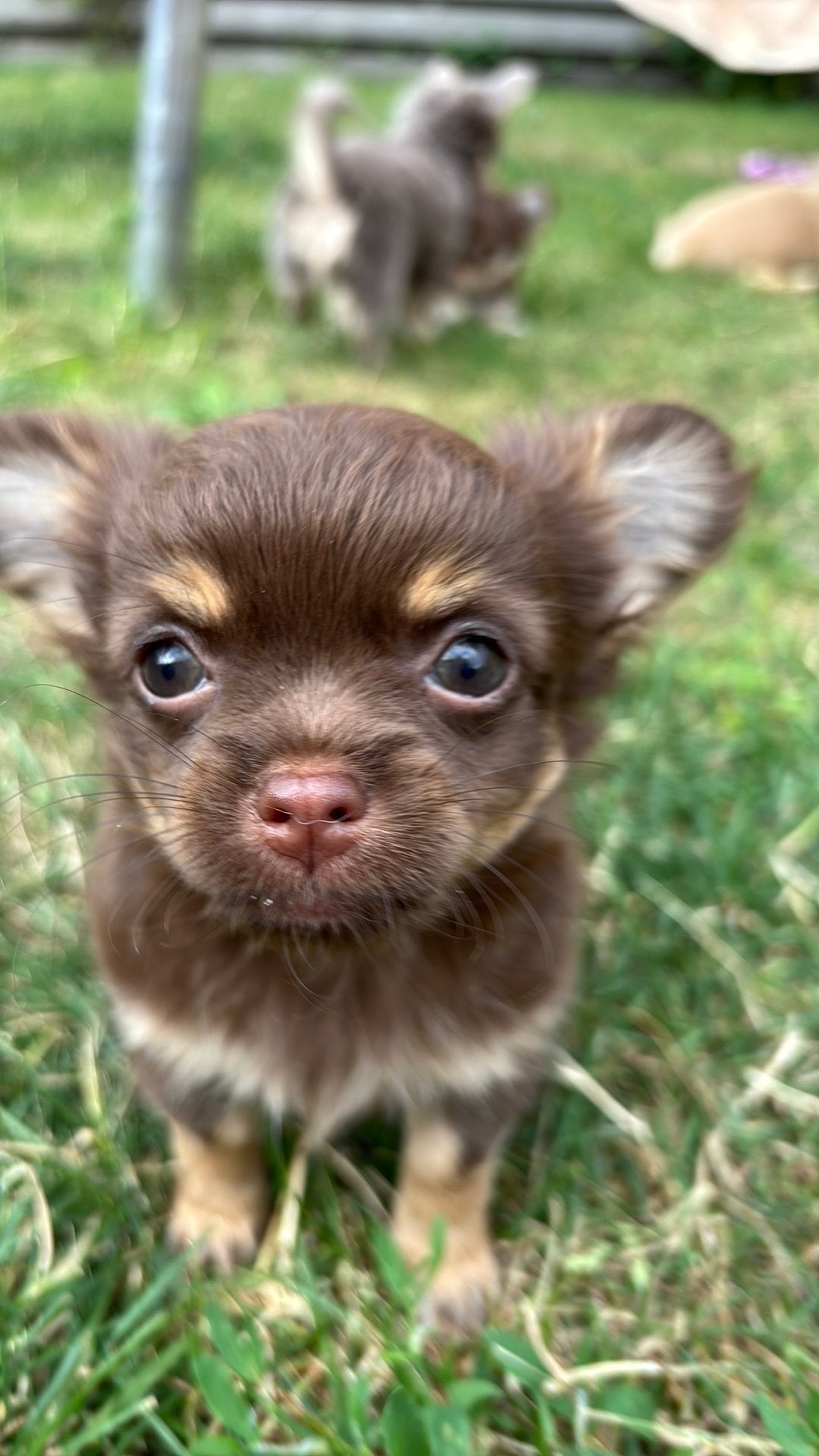 Chihuahua’s puppy’s, HCC (leverziekte), 8 tot 15 weken, Meerdere, Meerdere dieren