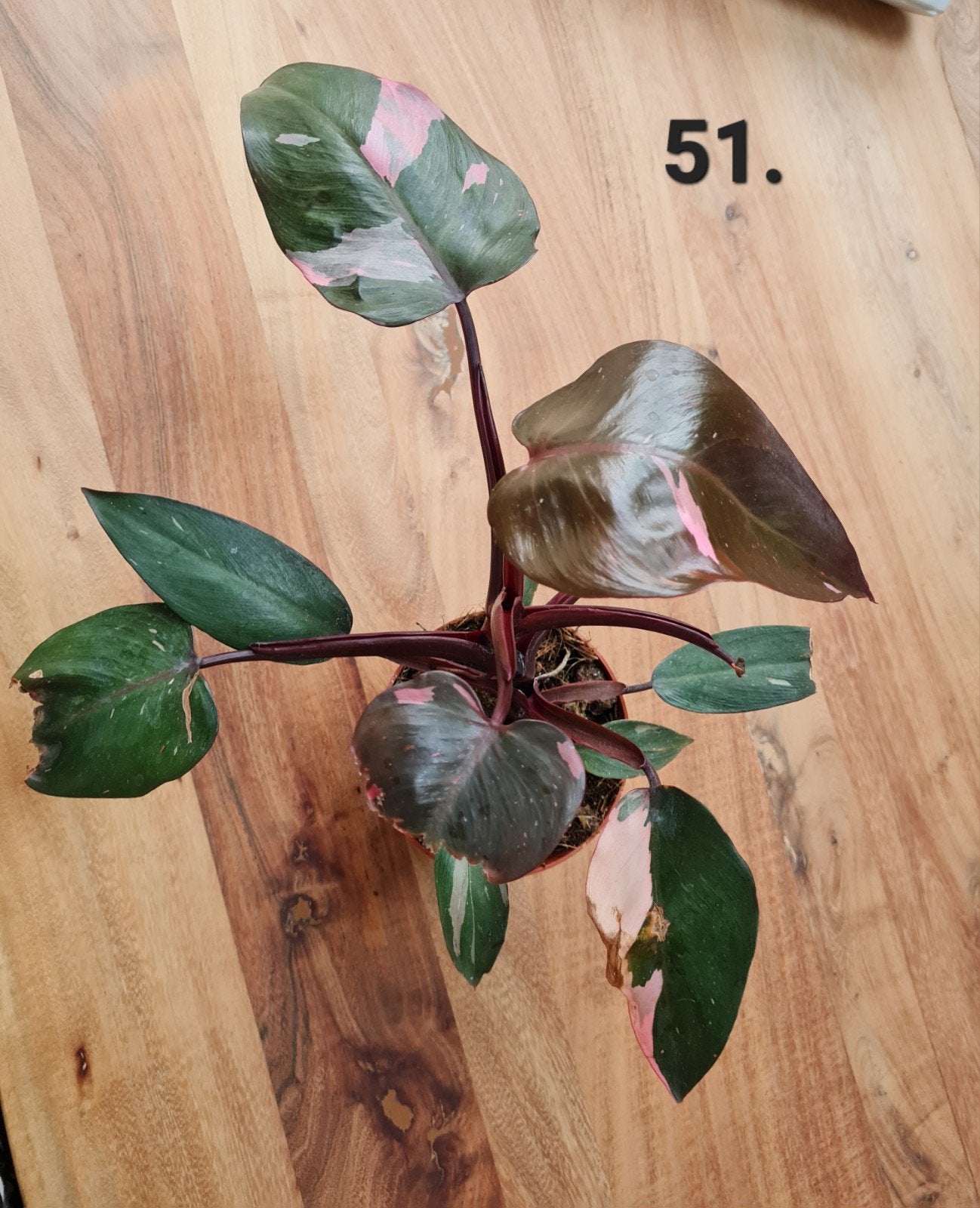 Philodendron pink Princess, kamerplant, Ophalen of Verzenden, Halfschaduw, Minder dan 100 cm