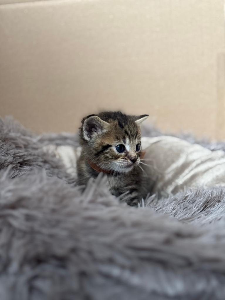 lieve kittens  ( moeder halve bengaal ), Dieren en Toebehoren, Katten en Kittens | Overige Katten, Meerdere dieren