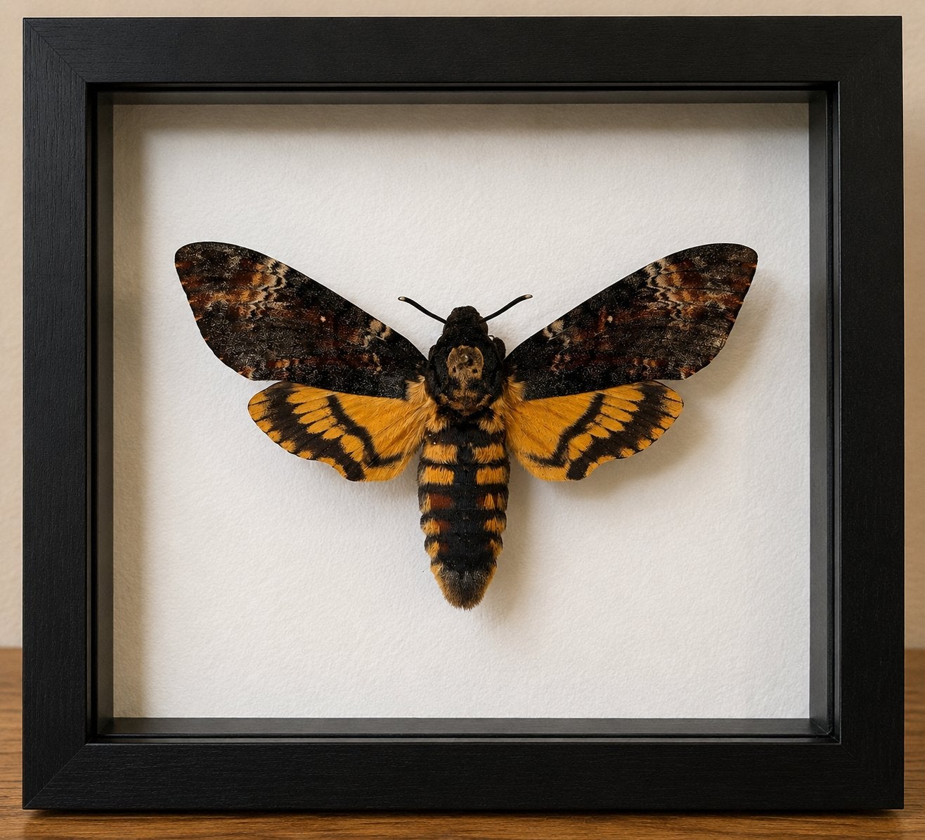 Death’s head hawkmoth, Vlinders of Rupsen