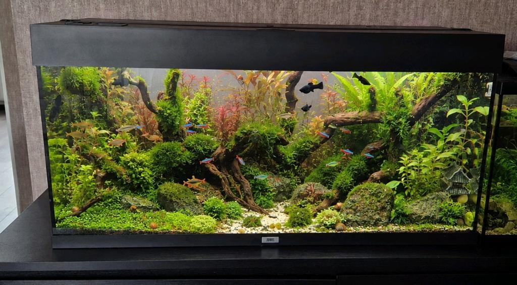 Juwel rio 180 led, Ophalen of Verzenden, Zo goed als nieuw, Gevuld zoetwateraquarium