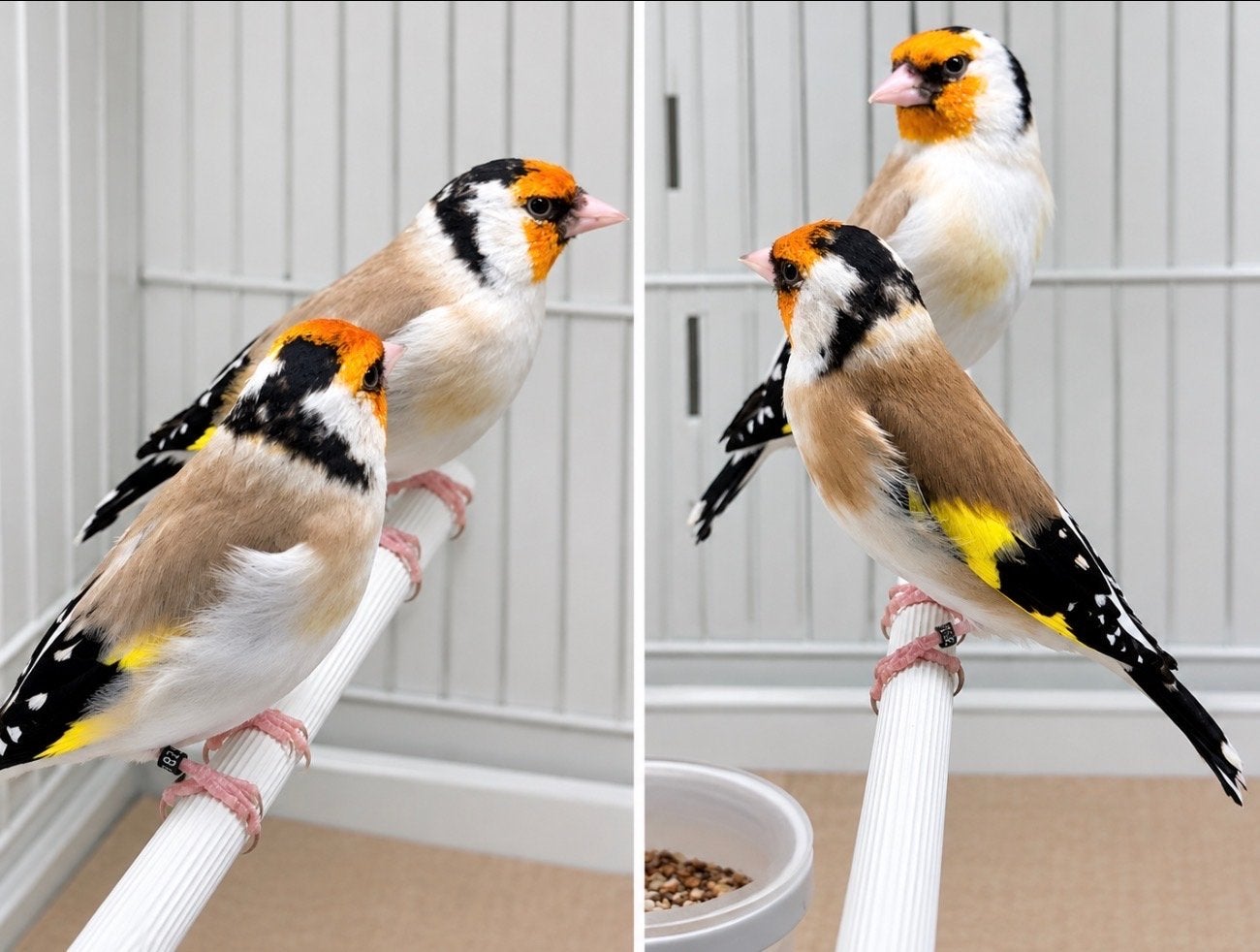 Majoor putters te koop., Dieren en Toebehoren, Meerdere dieren, Wildzangvogel, Geringd