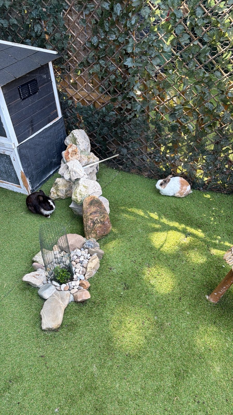 dwerg  konijnen uit nijmegen, Meerdere dieren, Dwerg