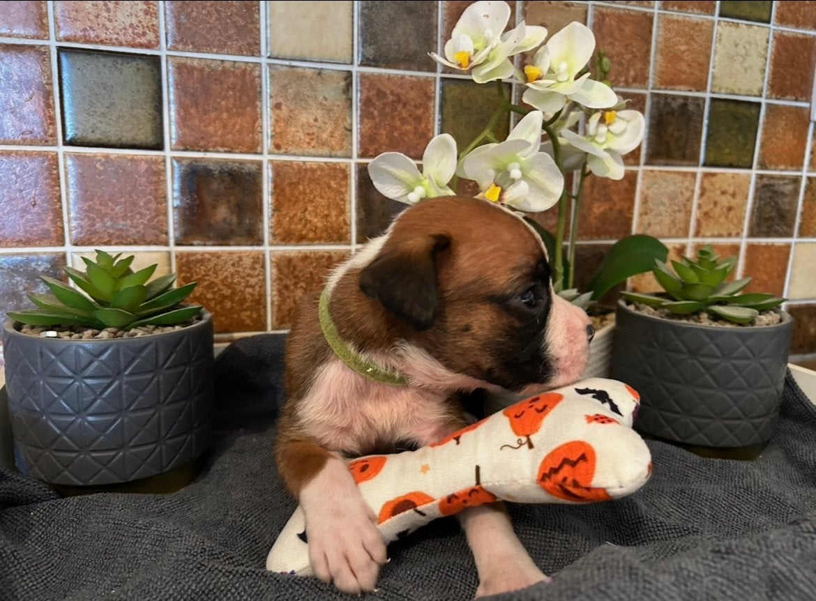 Huiselijke Boxer pups/ puppy's, Dieren en Toebehoren, Honden | Bulldogs, Pinschers en Molossers, Parvo, België, Particulier, Overige rassen