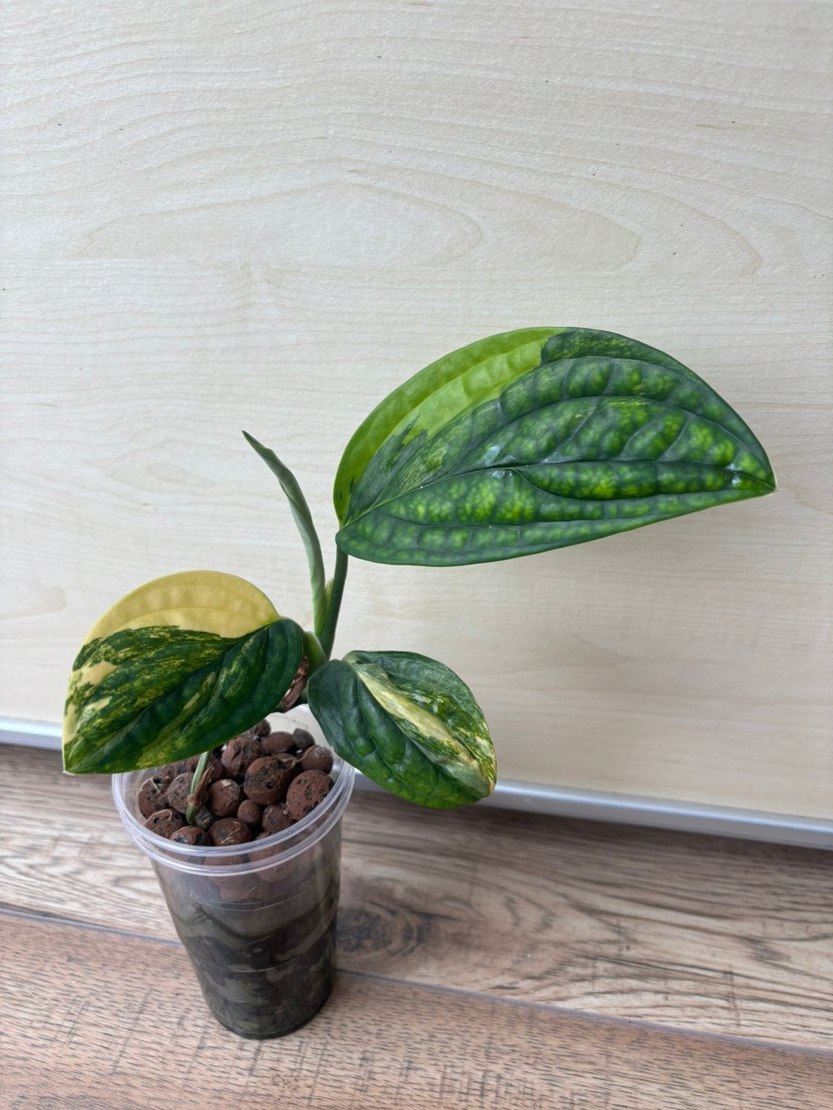 Monstera karstenianum aurea variegata, Huis en Inrichting, Kamerplanten, Ophalen of Verzenden, Halfschaduw, Minder dan 100 cm
