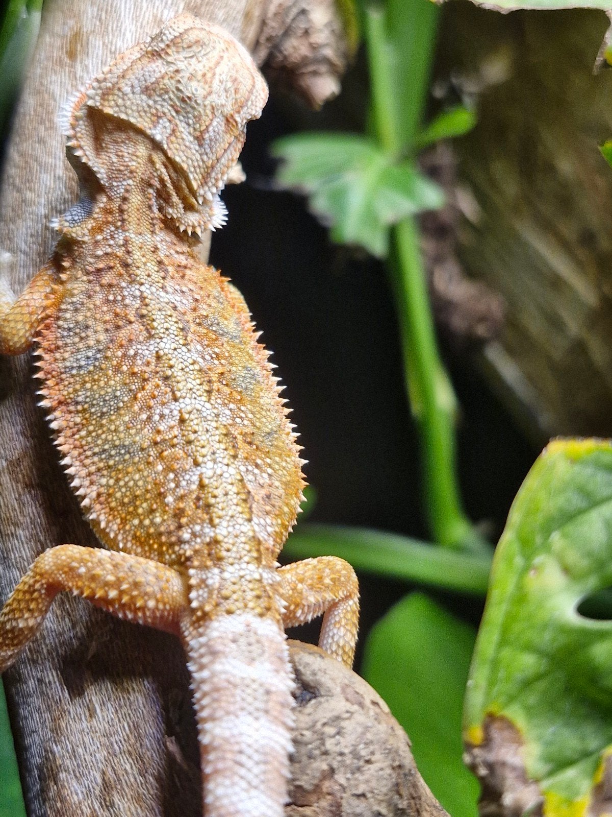 Baardagamen hypo,dunner,trans,zero bieden venaf 50 euro p/s, Dieren en Toebehoren, Reptielen en Amfibieën, Amfibie, Tam, 0 tot 2 jaar