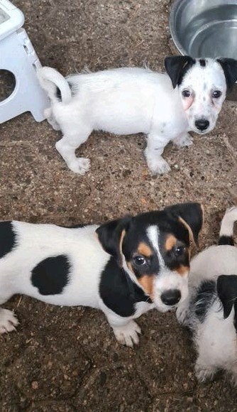 Vrolijke Jack Russell Terriër pups, HCC (leverziekte), Jack Russell Terriër, 8 tot 15 weken, Meerdere
