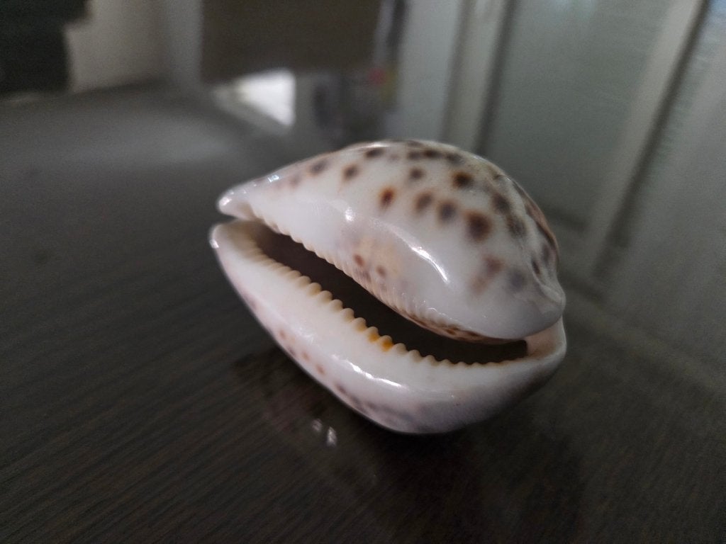 Tijger kauri, schelp, schelpen, tijgerkauri, Cypraea tigris, Ophalen of Verzenden, Schelp(en)