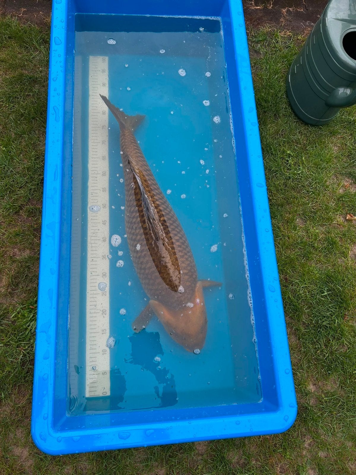 Chagoi 75 cm, Karper of Koi