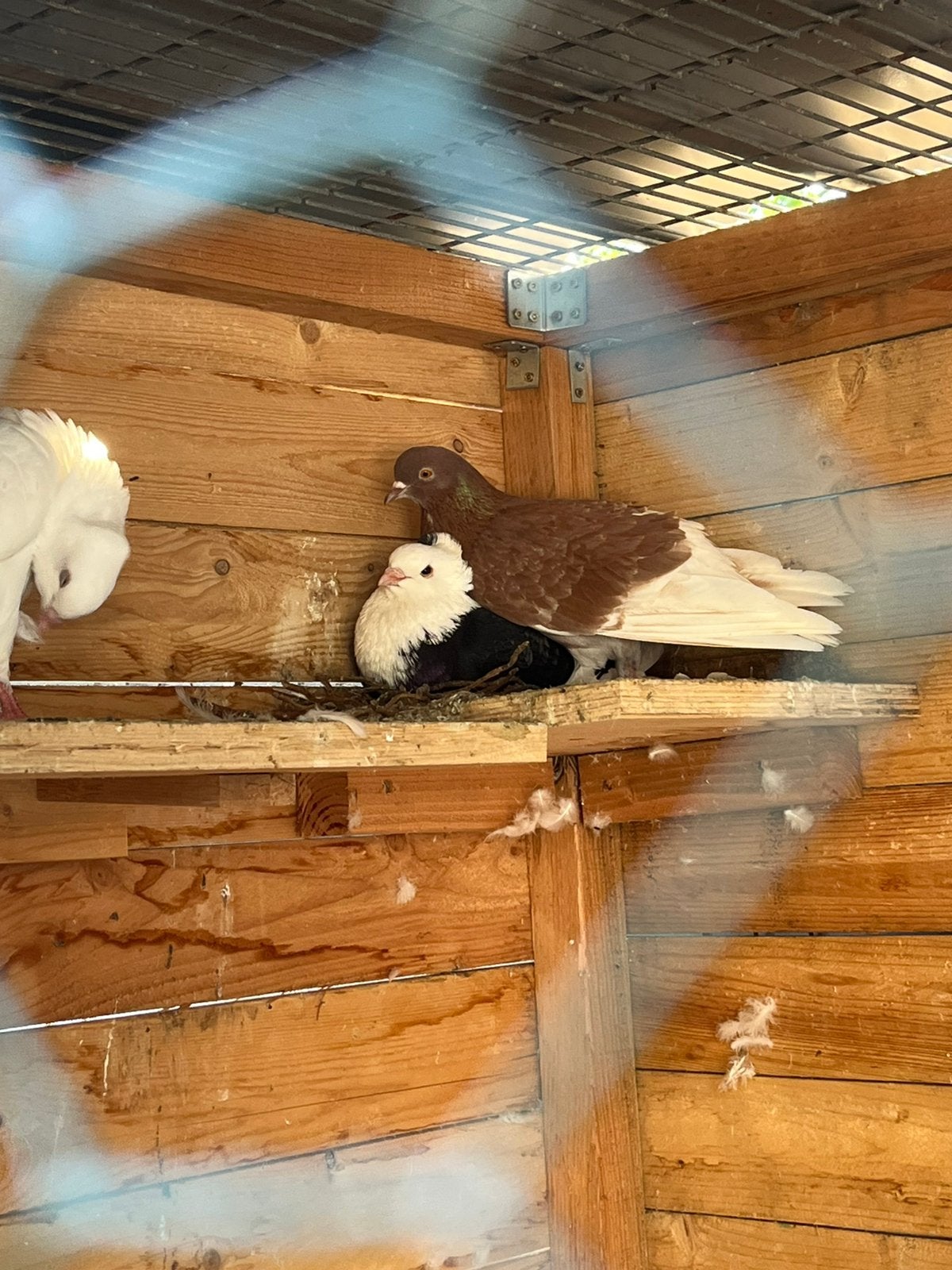 Duiven, Meerdere dieren, Overige soorten