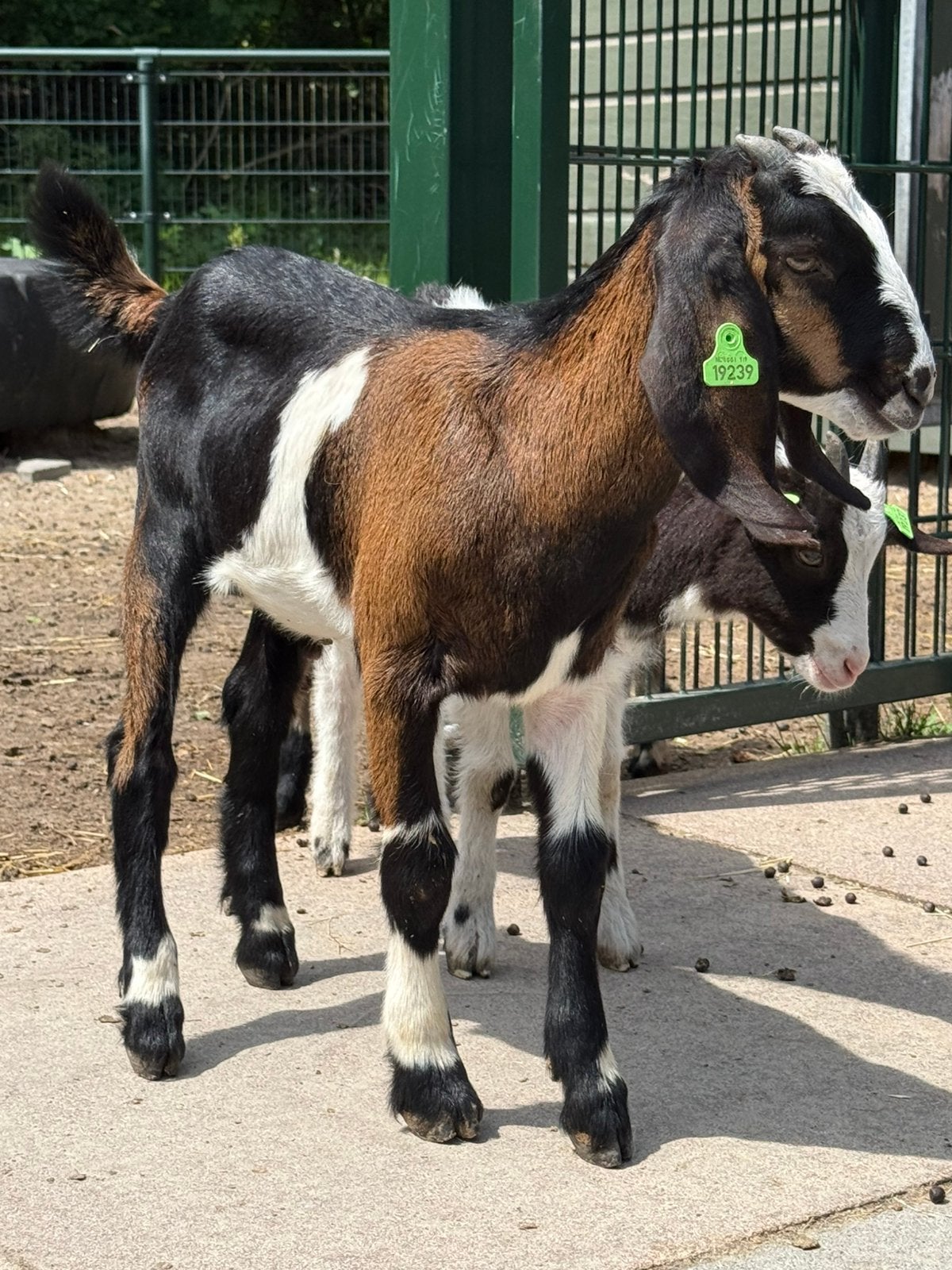 Nubishe bok, Mannelijk, Geit