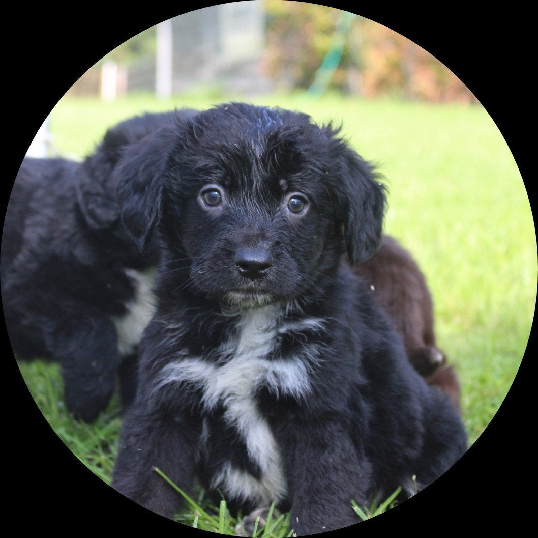 Unieke friese stabij x novascotia ducktolling retriever pups, Overige rassen, 8 tot 15 weken, CDV (hondenziekte), Meerdere