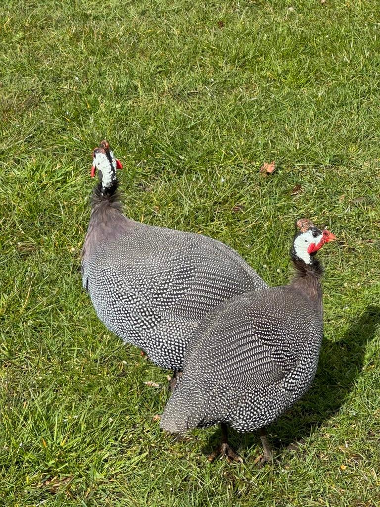 2 Parelhoenders, Dieren en Toebehoren, Pluimvee, Overige soorten, Mannelijk