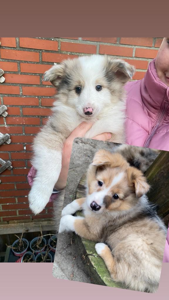 Puppy’s kruising sheltie, kees mini australian shephard, Dieren en Toebehoren, 8 tot 15 weken, Meerdere, Meerdere dieren, Nederland