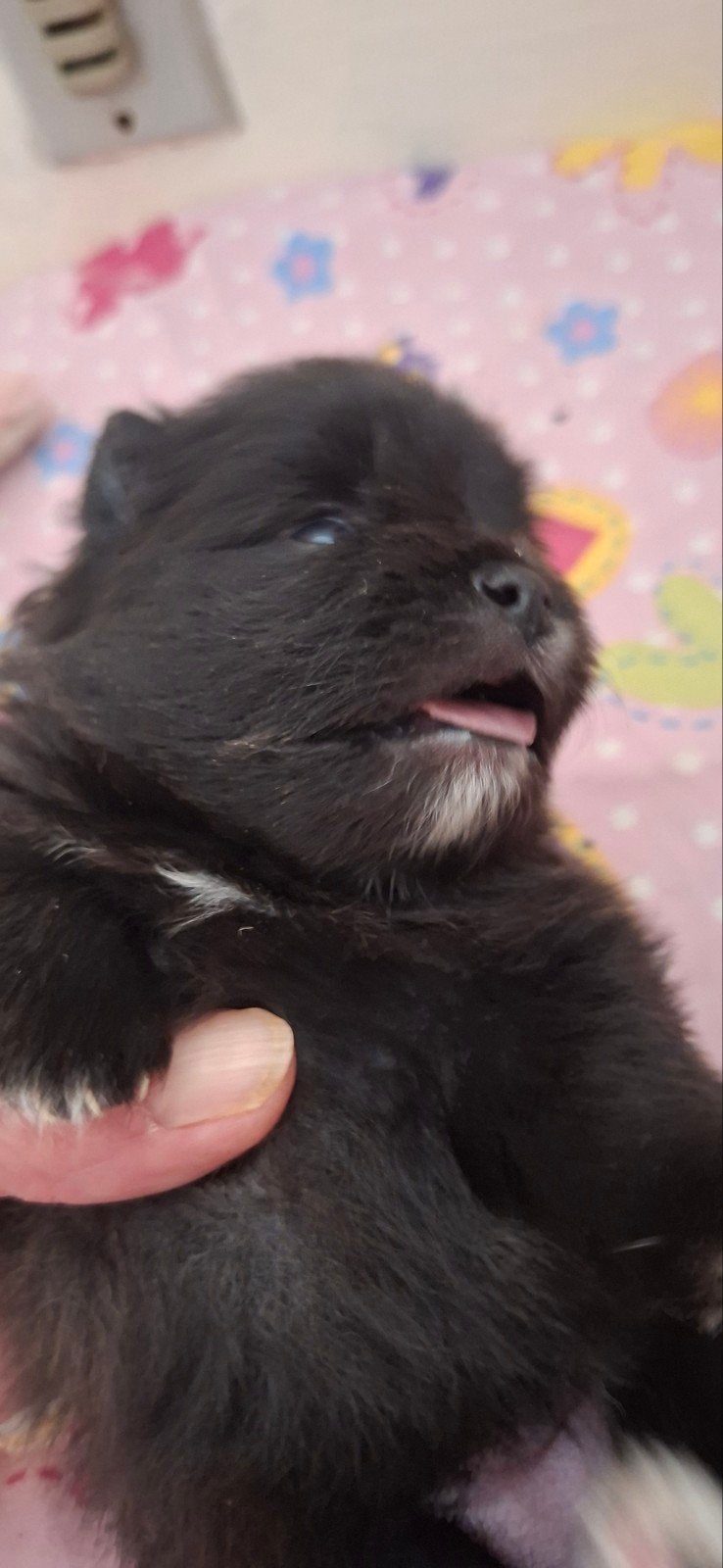 pomeriaan puppy teefje, 8 tot 15 weken, Meerdere, Meerdere dieren, Nederland