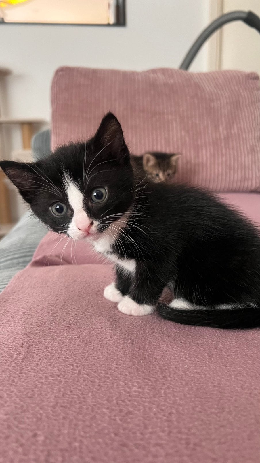 Poesje en twee kittens, Kater