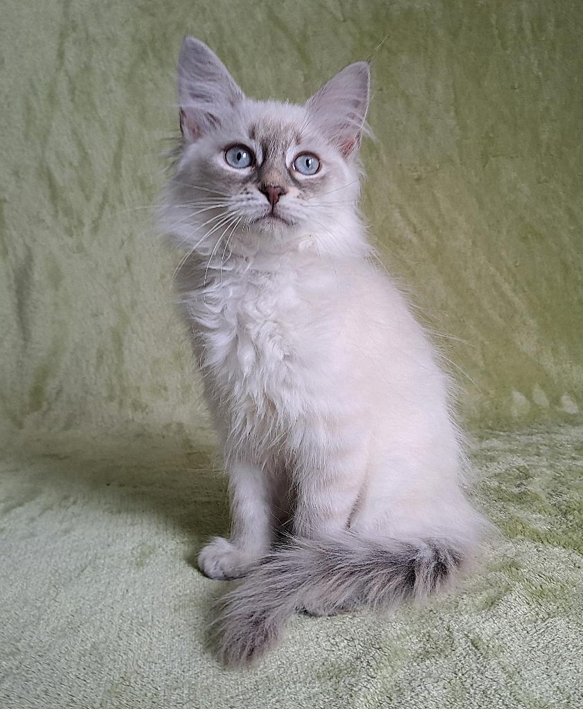Ragdoll x Siberische kittens langharig 2 poesjes, Meerdere dieren, Langharig