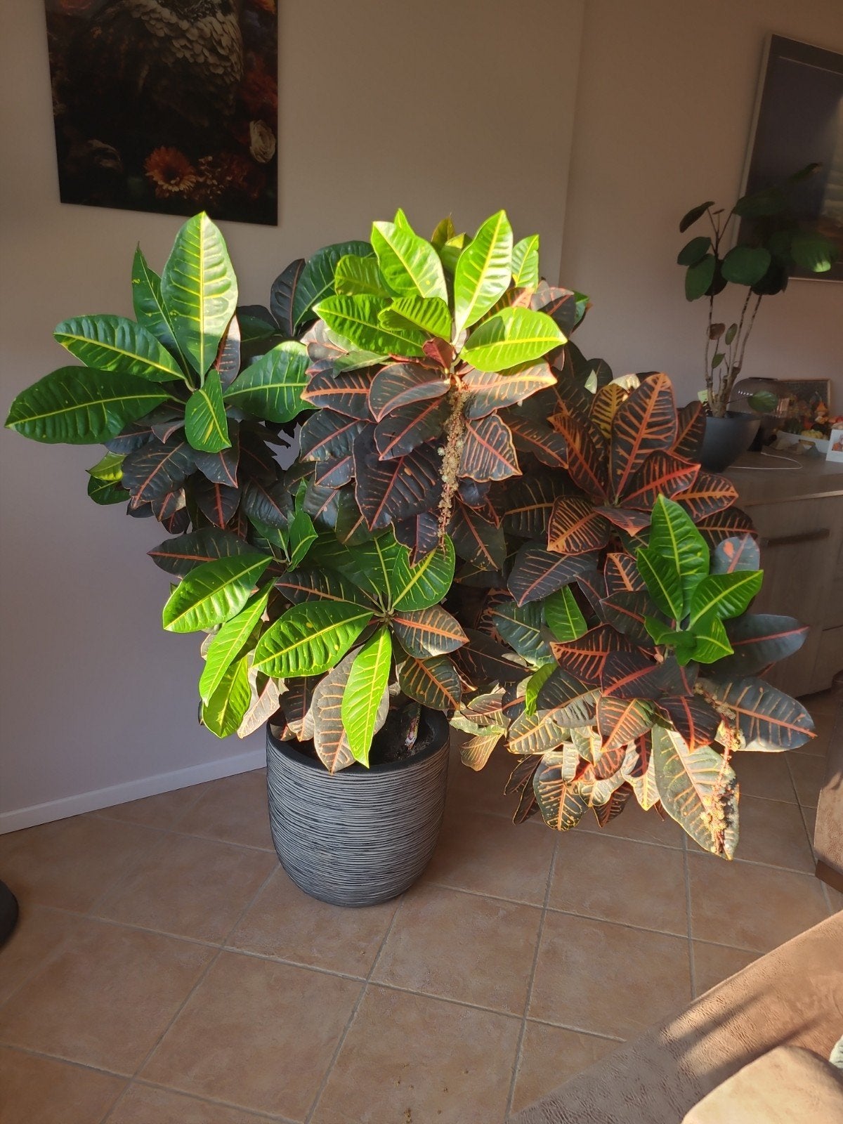 Grote Croton Kamerplant in Pot - Prachtige Kleuren, Ophalen, 100 tot 150 cm, Overige soorten, In pot