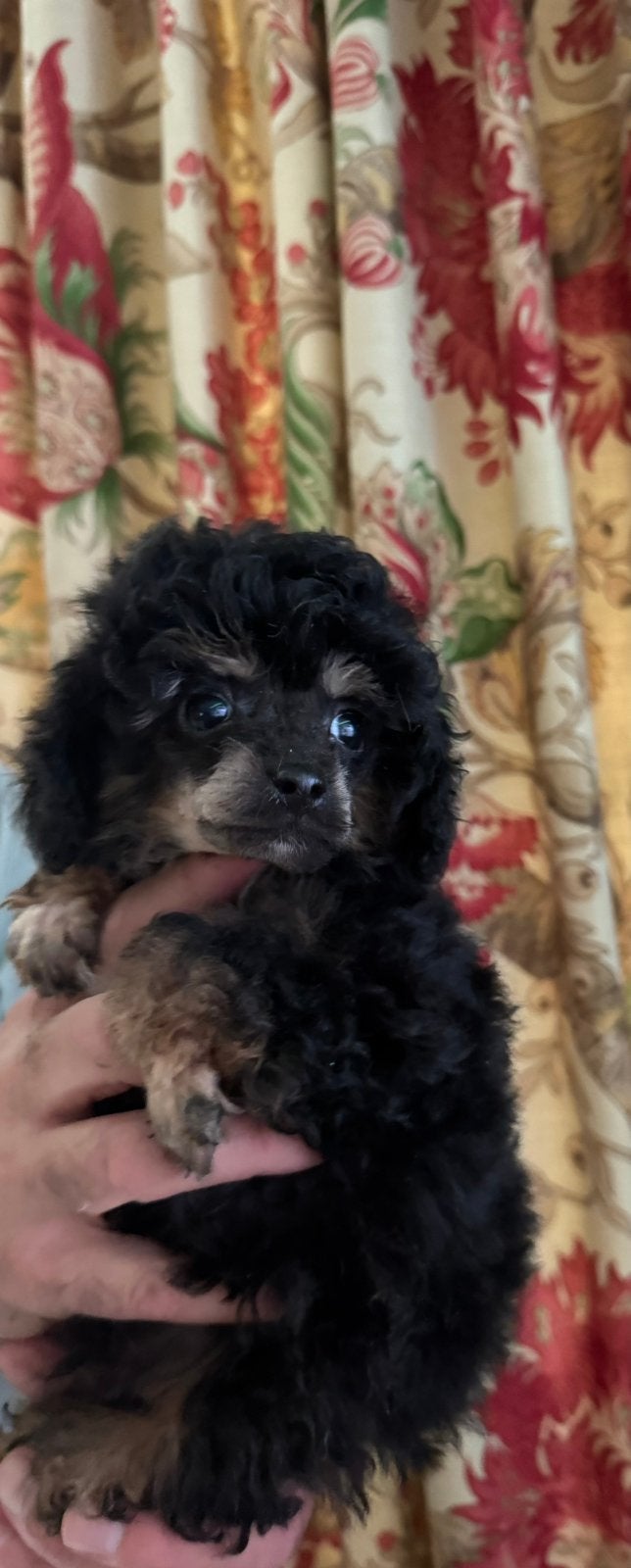 Drie toy poedel pupjes, Poedel, Parvo, Reu, 8 tot 15 weken