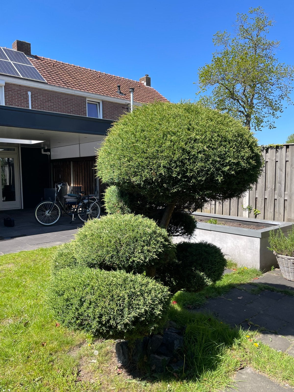 Prachtige vormgesnoeide jeneverbes conifeer., Volle zon, Vaste plant, Bloeit niet, Ophalen