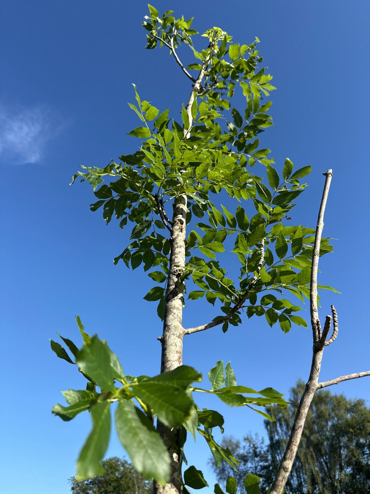 Jonge boom Es met frisgroene bladeren, Tuin en Terras, Bloeit niet, Overige soorten, 250 tot 400 cm, Ophalen