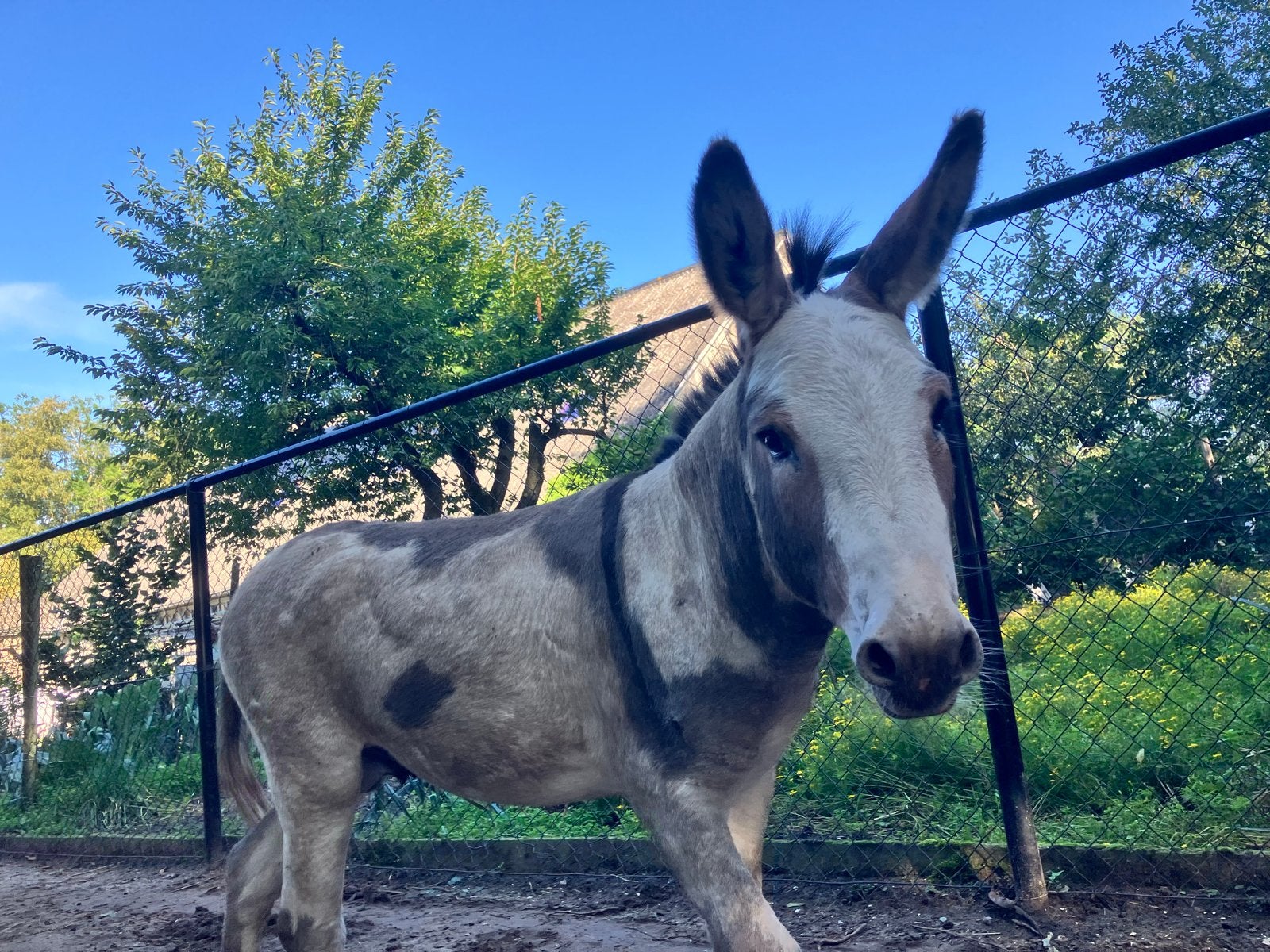 Bonte dekhengst ezel, Dieren en Toebehoren, April, Mannelijk